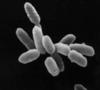 Halobacterium