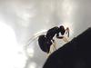 Nasonia vitripennis female using her ovipositor to lay her eggs inside the host fly pupa