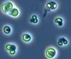 Picocystis