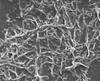 Subsurface remnants of bacterial metabolism