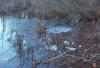 Atlantic White Cedar Swamp