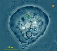 Amoeba