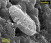 Bacteria-like forms in the Martian meteorite Nakhla
