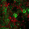 Microbes and minerals fluoresce in different colors using a stain