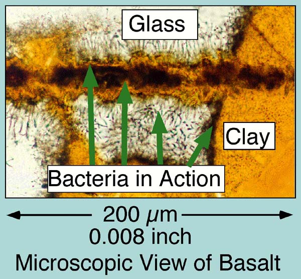 Microbe Definition