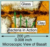 Labeled diagram of rock eating microbe in volcanic rock