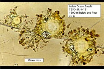 Rock eating microbe in volcanic glass