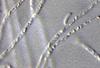 Hydrogenobaculum filaments