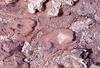 Thermophilic bacteria