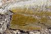 Thermophilic bacteria