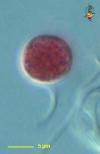 ectothiorhodosp