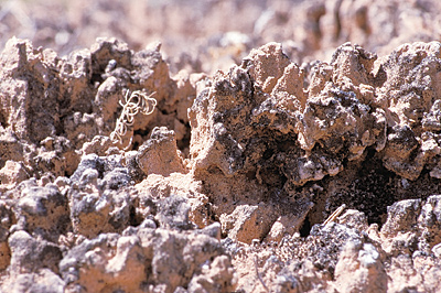 Closeup image of biological soil crust.