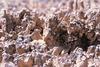 Closeup image of biological soil crust.