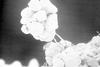 Scanning electron micrograph of cyanobacterial sheath material, holding sand grains together