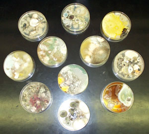 Cultures of various fungi