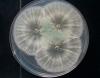 Trichoderma