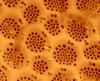 Coscinodiscus