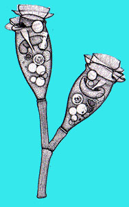 Epistylis
