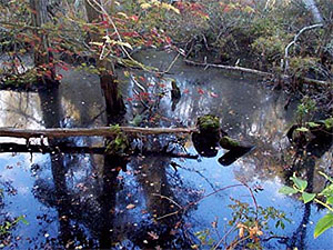 Hidden Swamp