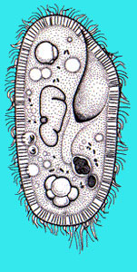 Paramecium