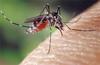 Aedes albopictus