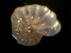 Elphidium