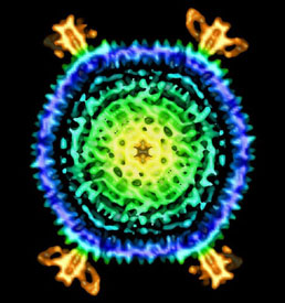 Archaeal Virus