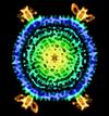 Cryogenic electron microscope image of the STIV virus.