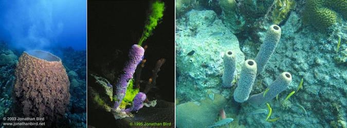 An image of a barrel sponge and two tube sponge images