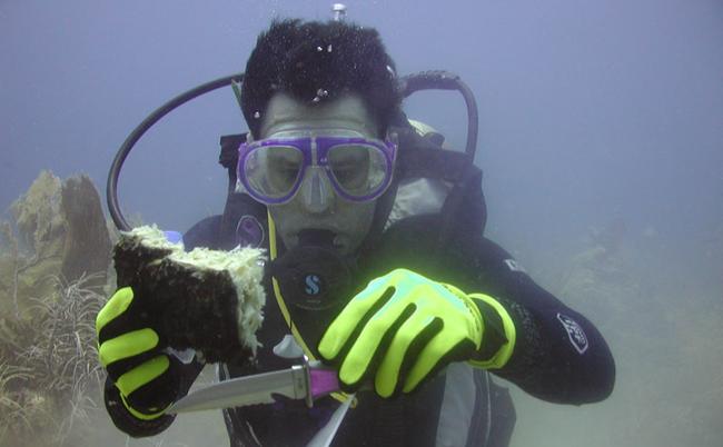Volunteer diver collecting sponge sample at Conch Reef Key Largo.