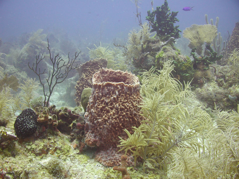 sponges in ocean. The large barrel sponge in the