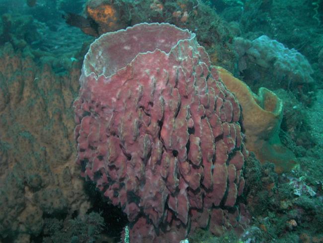 The barrel sponge Xestospongia testudinaria