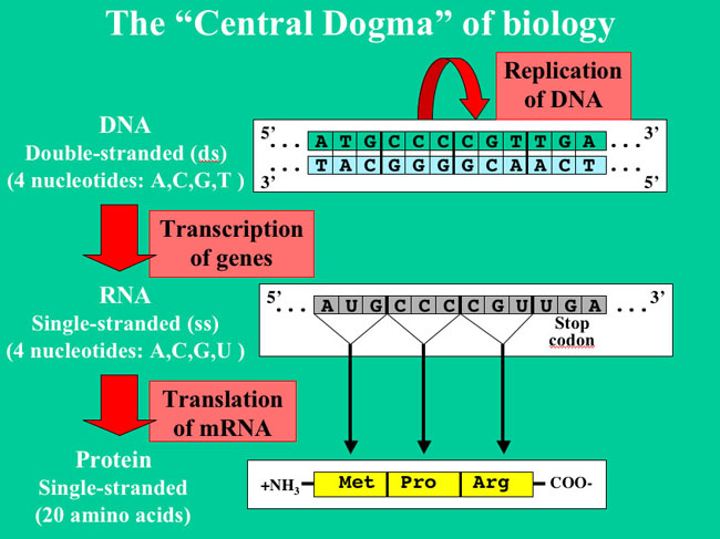 How Dna Is Copied. The DNA is copied thereby