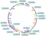 Circular STIV genome with promoter regions marked.