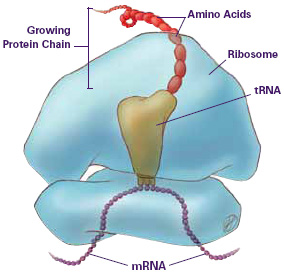 what is ribosome