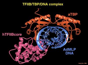 Ribbon diagram of transcription factors on a DNA strand.