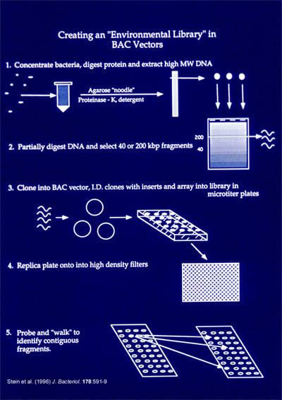 Figure depecting the construction of a BAC library.