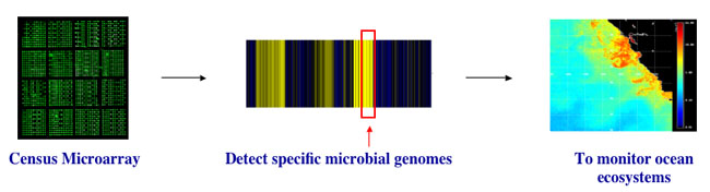 Diagram depicting the use of a DNA microarray.