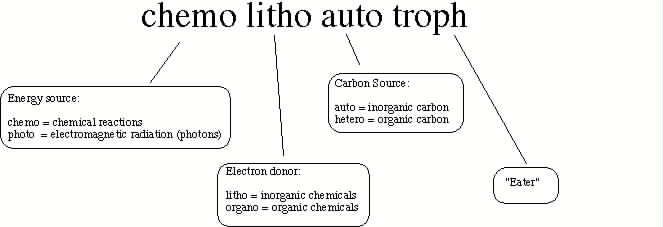 Figure breaking down the definition of chemolithoautotroph