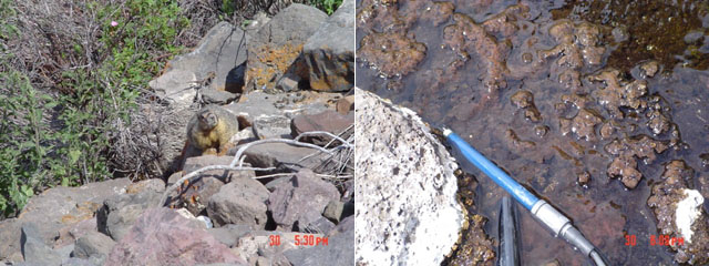 Images of a varmit near Eaglevill hot springs and of the springs themselvs