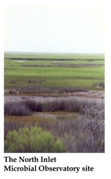 The North Inlet MO site.