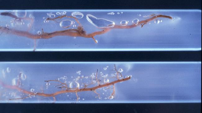 Picture of diazotroph culture from clean roots.