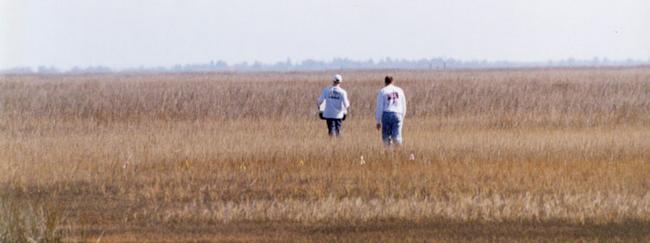 Two students working a sampling transect in the marsh.