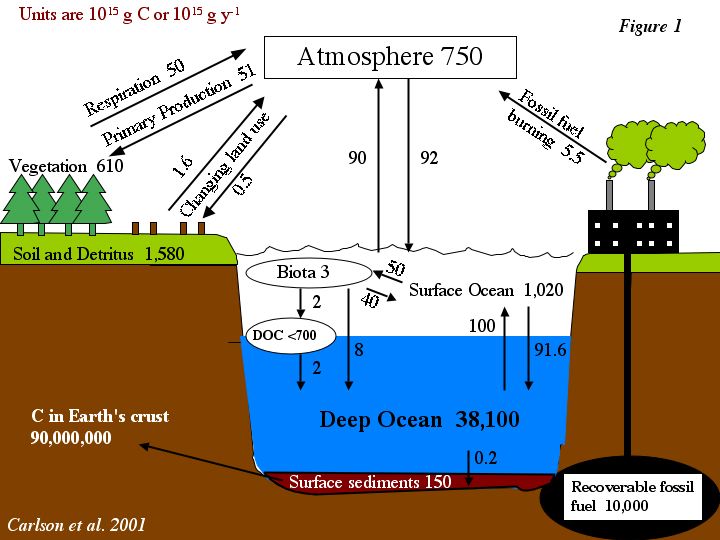 Figure by Carlson depicting the cycling of organic carbon on this planet.