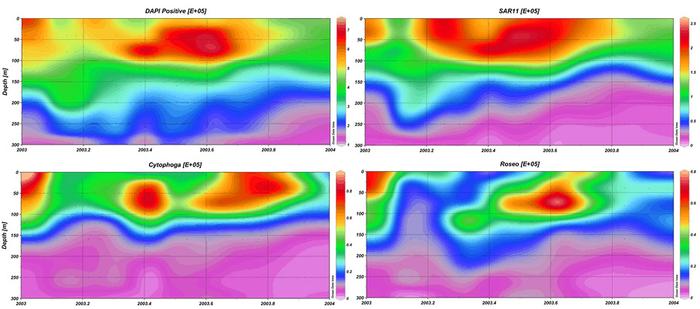 A panel of contour plots showing the temporal and spacial distribution of different bacterial groups in the upper 300 meters at BATS.