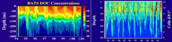 Graphs of DOC concentrations and cell abundance relative to depth