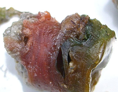 image of microbial mat core