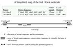 Sequence of the 16s gene.