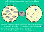 Figure depicting Amp selection during cloning.