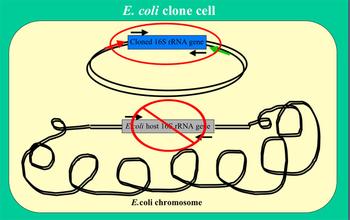 Diagram of 16s RNA gene inserted into an E. coli plasmid.